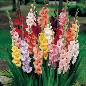 Meet your Posher, Saji